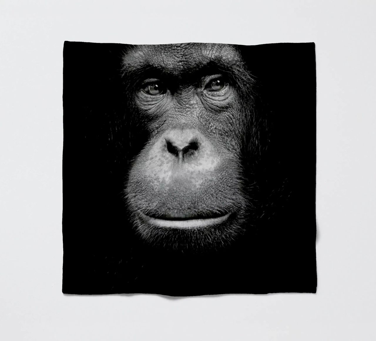 A Certain Kind of Wisdom coperta in pile da Natural Kingdom