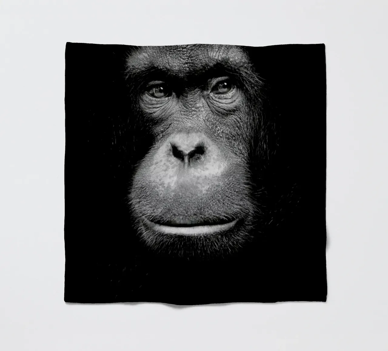 A Certain Kind of Wisdom coperta in pile da Natural Kingdom