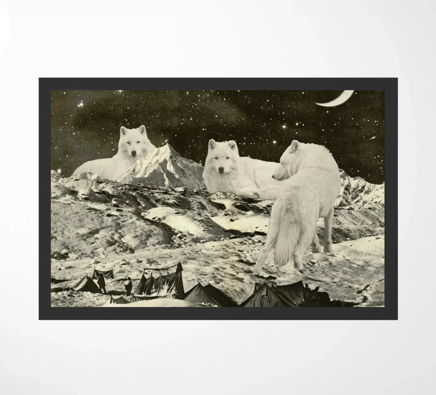 White Wolves zerbino da Florent Bodart