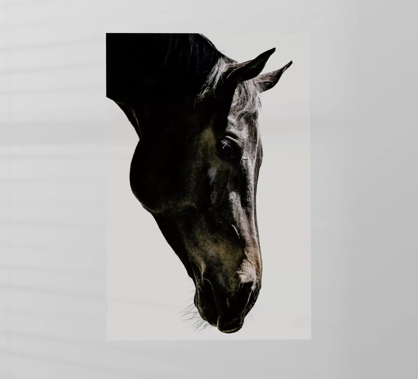 Bingo pellicola backlit da Shot By Clint