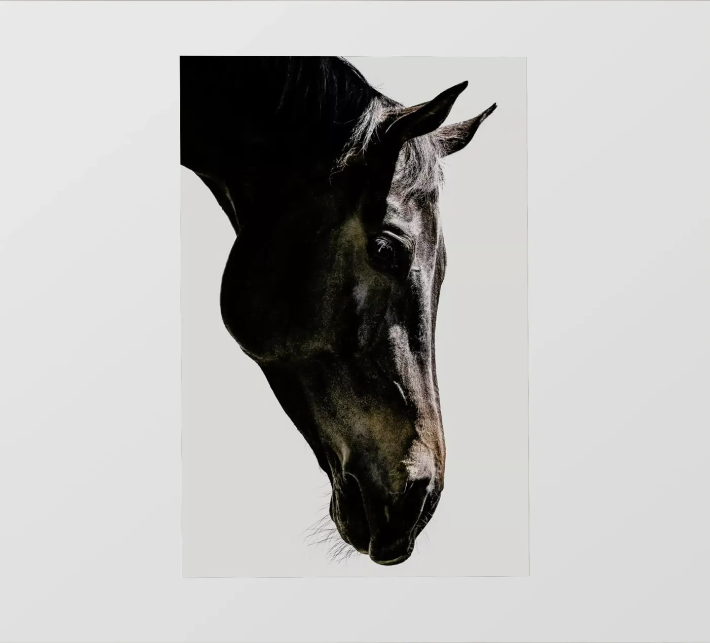 Bingo pellicola backlit da Shot By Clint