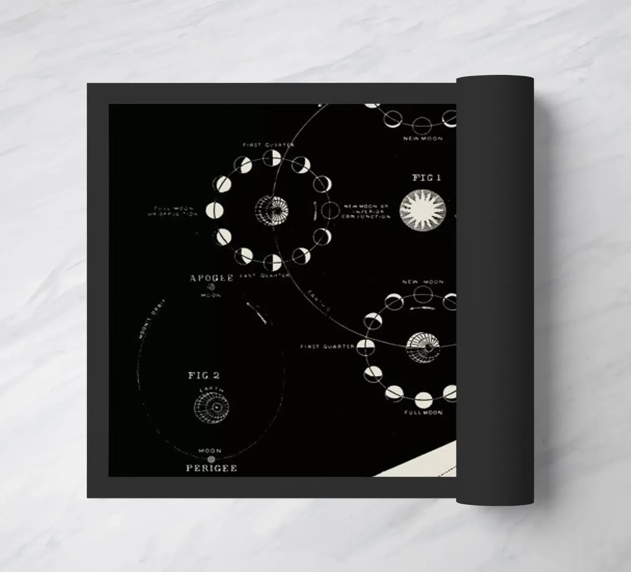 Phases Of The Moon zerbino da Astër