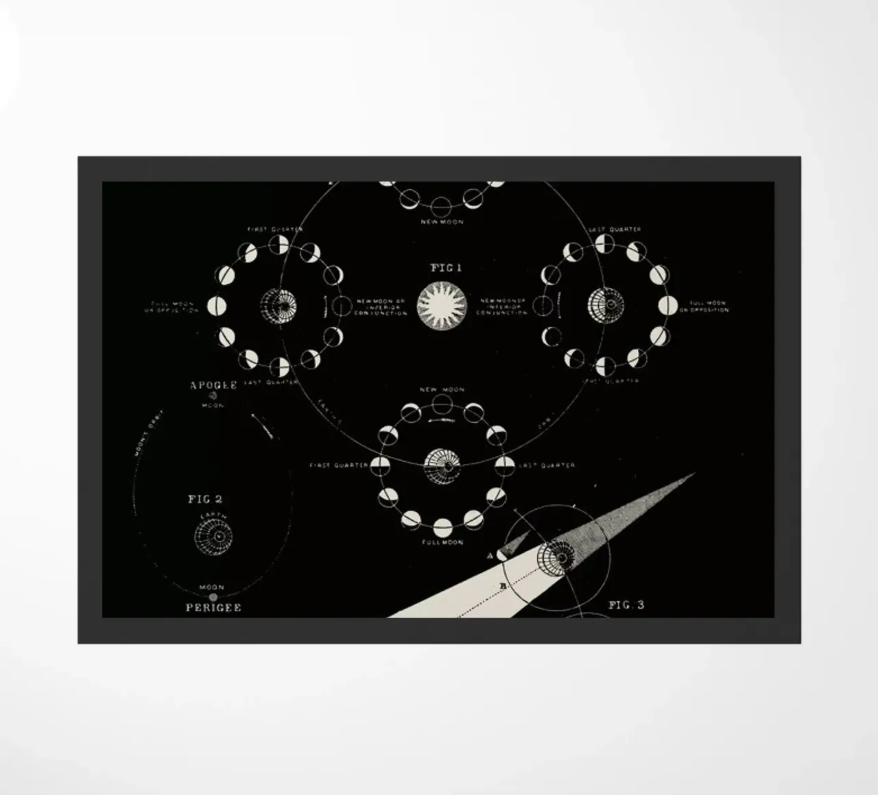 Phases Of The Moon zerbino da Astër