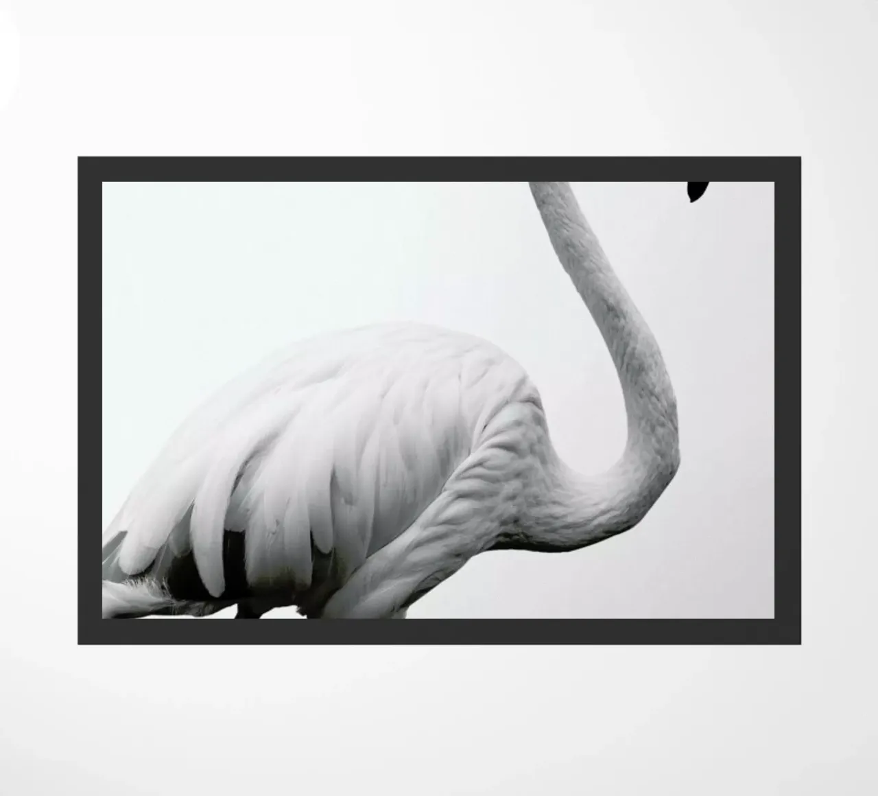 Dancer zerbino da Shot By Clint