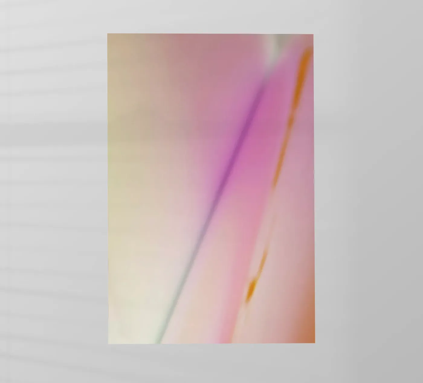 Phoebe pellicola backlit da Elena Veronese