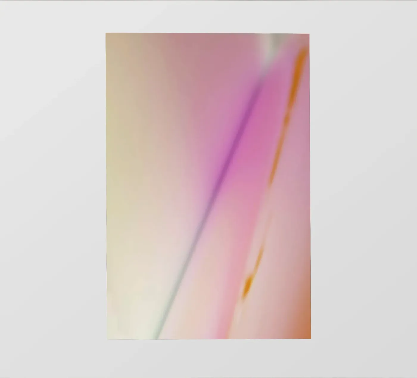 Phoebe pellicola backlit da Elena Veronese