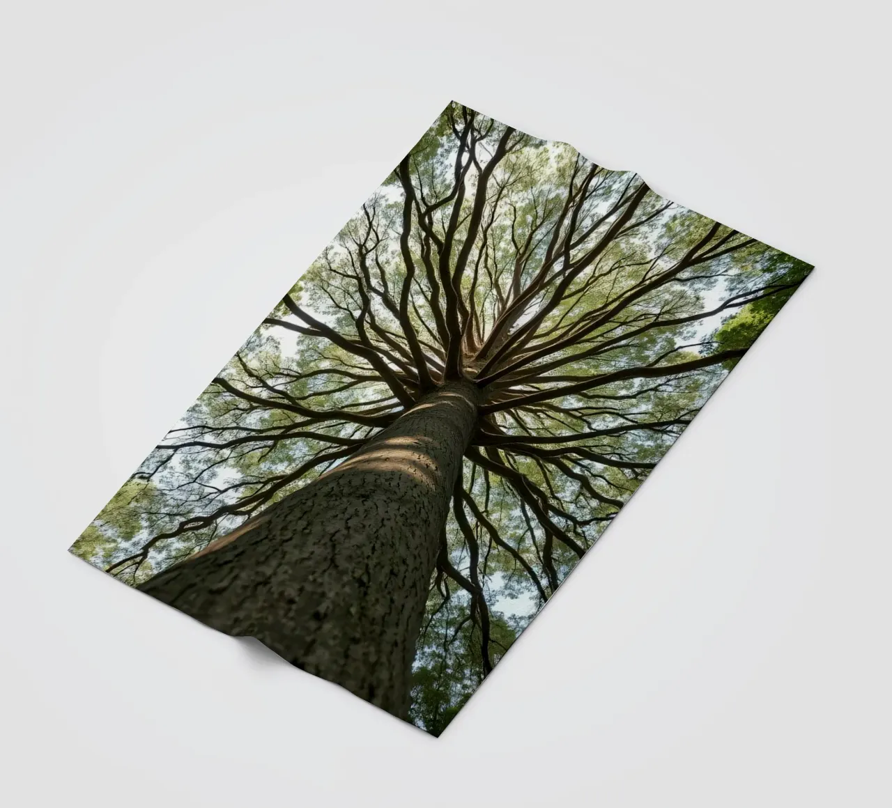 Un albero maestoso che sovrasta la foresta con i suoi rami coperta in pile da DesignDoodle