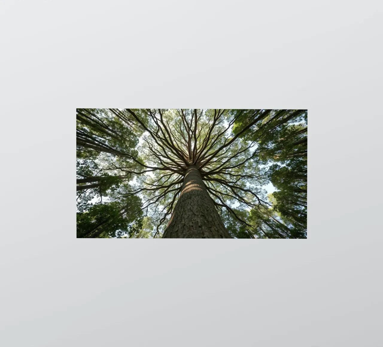 Majestic tree towering over the forest with sprawling branch sticker by DesignDoodle
