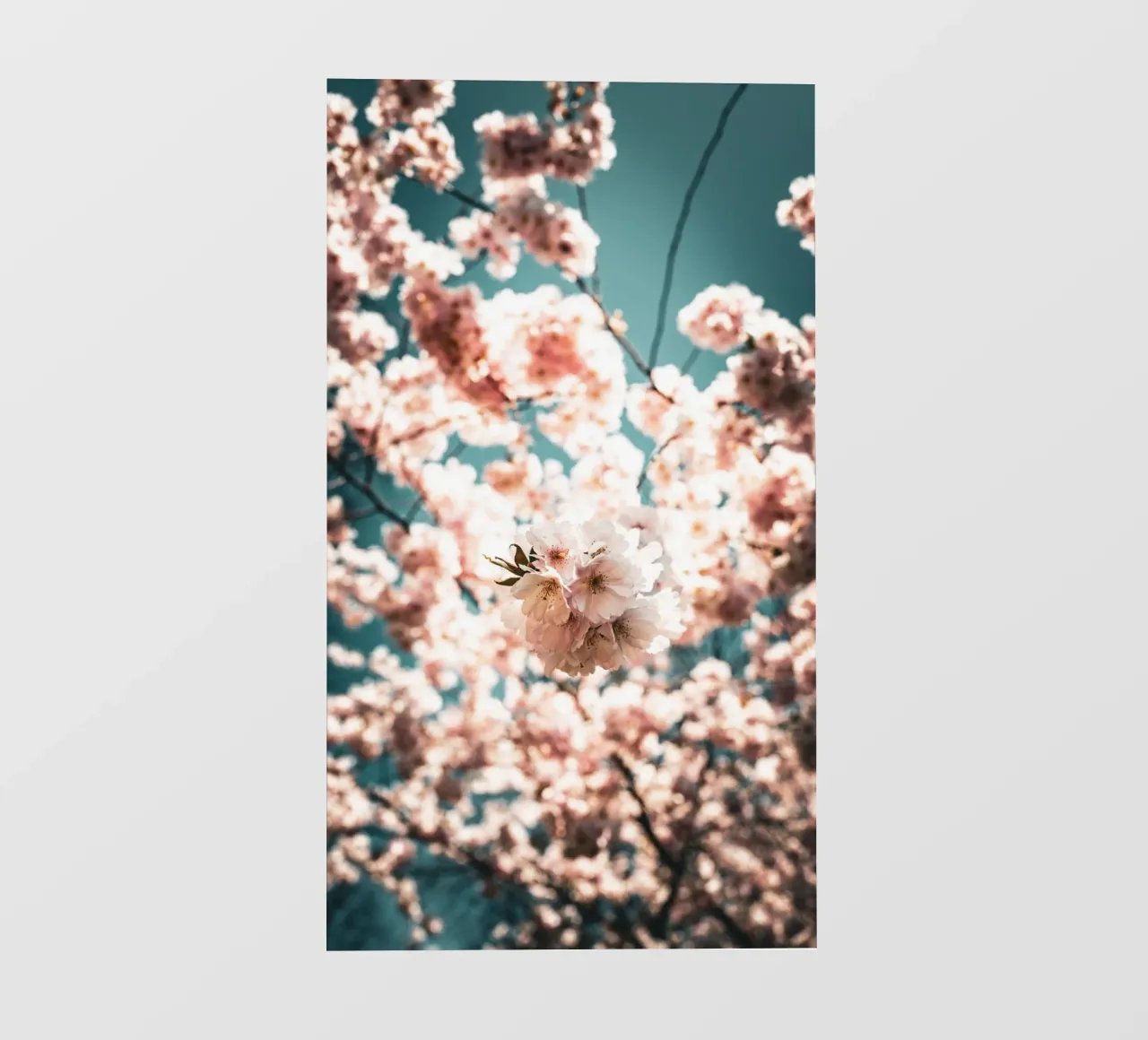 Kirschblüte telo in pvc da Flo Klein