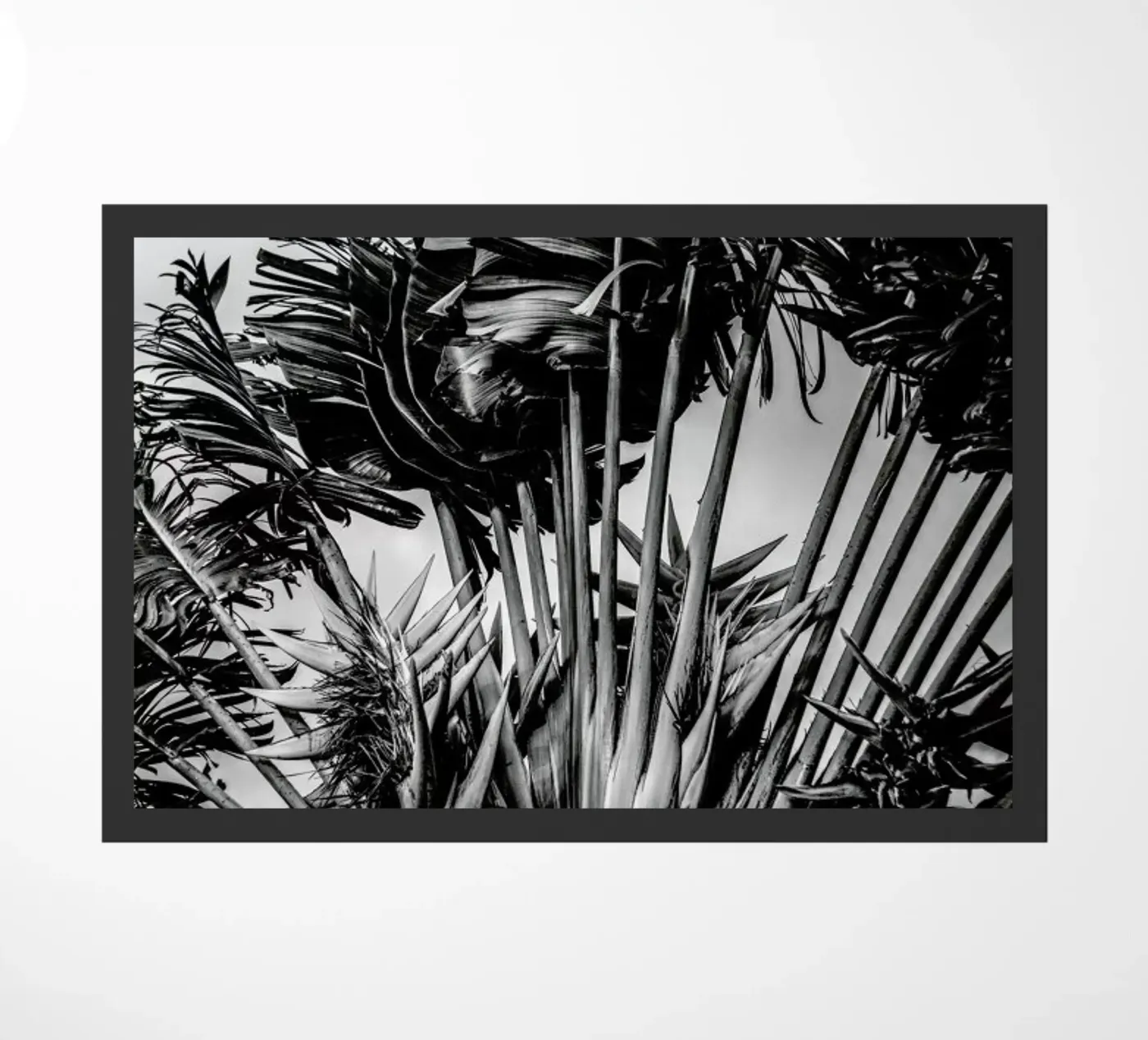 Tropical Dancer zerbino da Shot By Clint