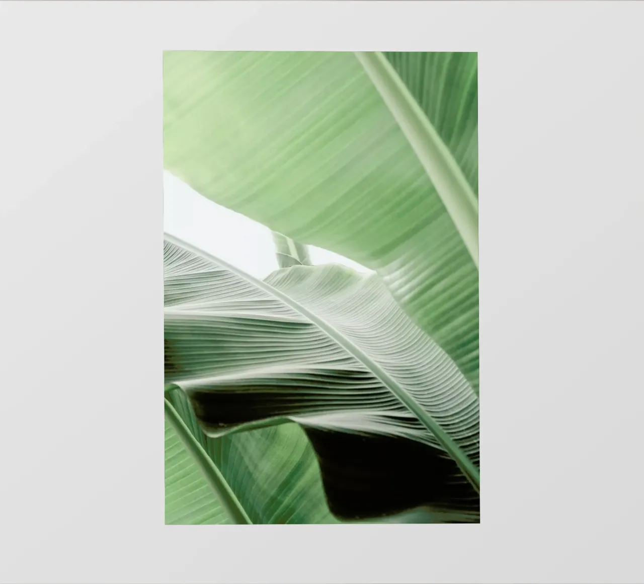 Babylon pellicola backlit da Shot By Clint