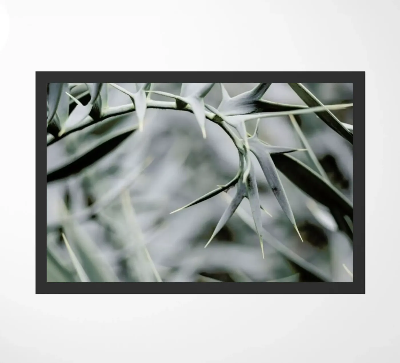 Wabi zerbino da Shot By Clint