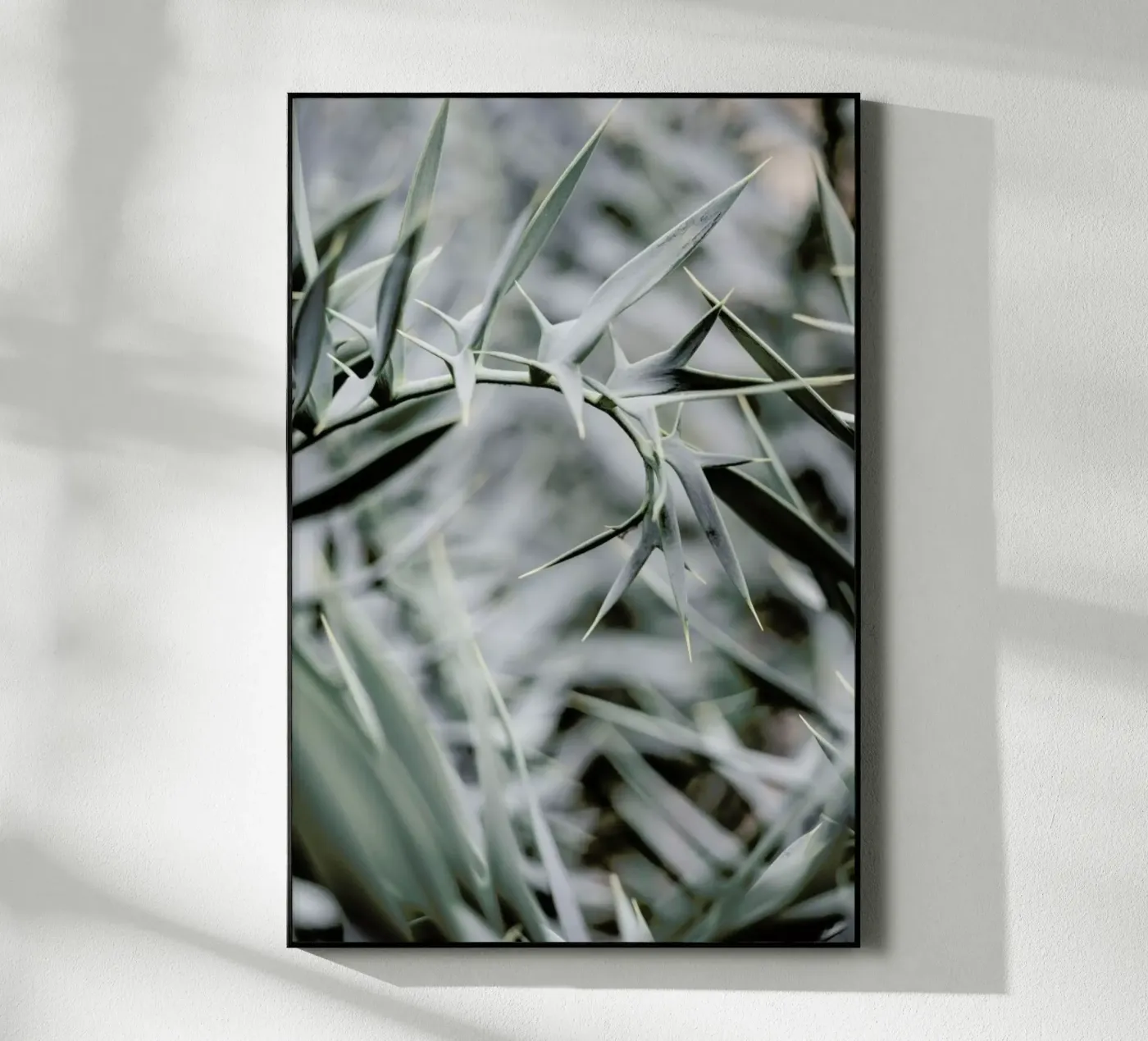Wabi plexiglass da Shot By Clint