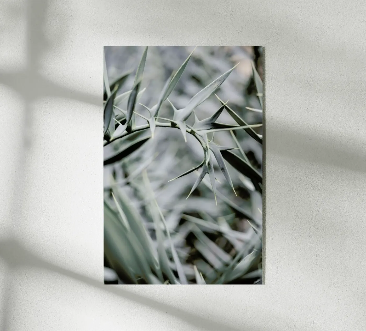 Wabi plexiglass da Shot By Clint