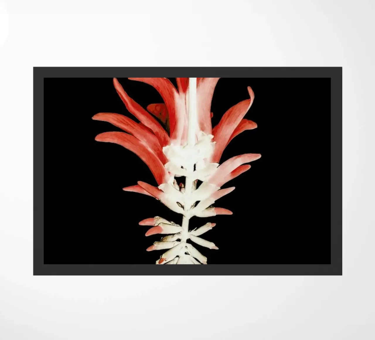 Coral Tree Flower zerbino da Shot By Clint
