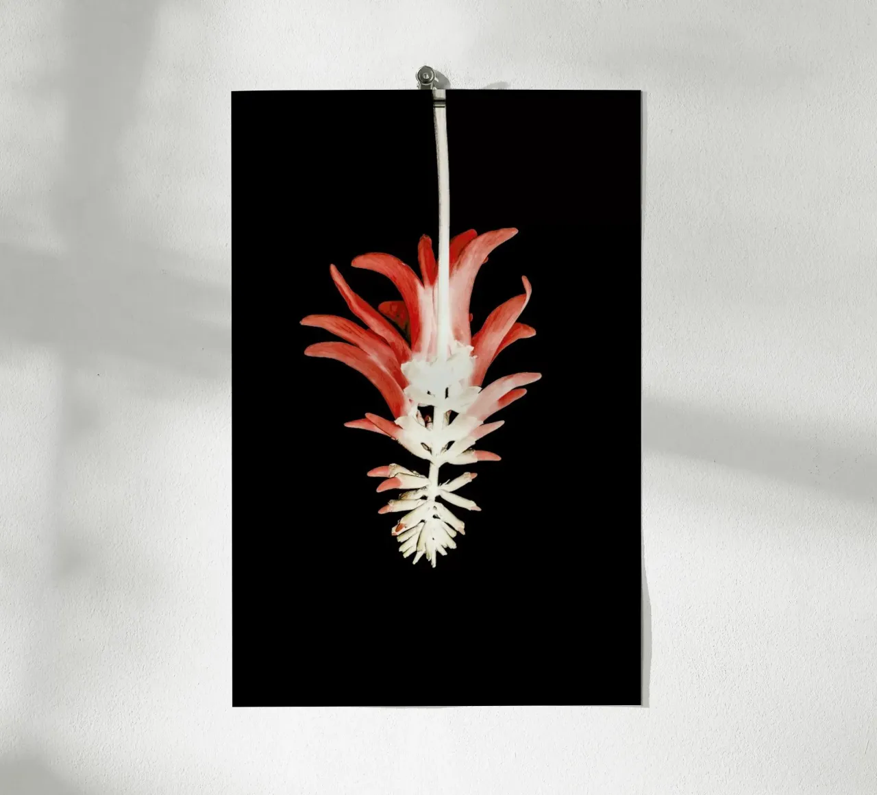 Coral Tree Flower carta hahnemühle da Shot By Clint