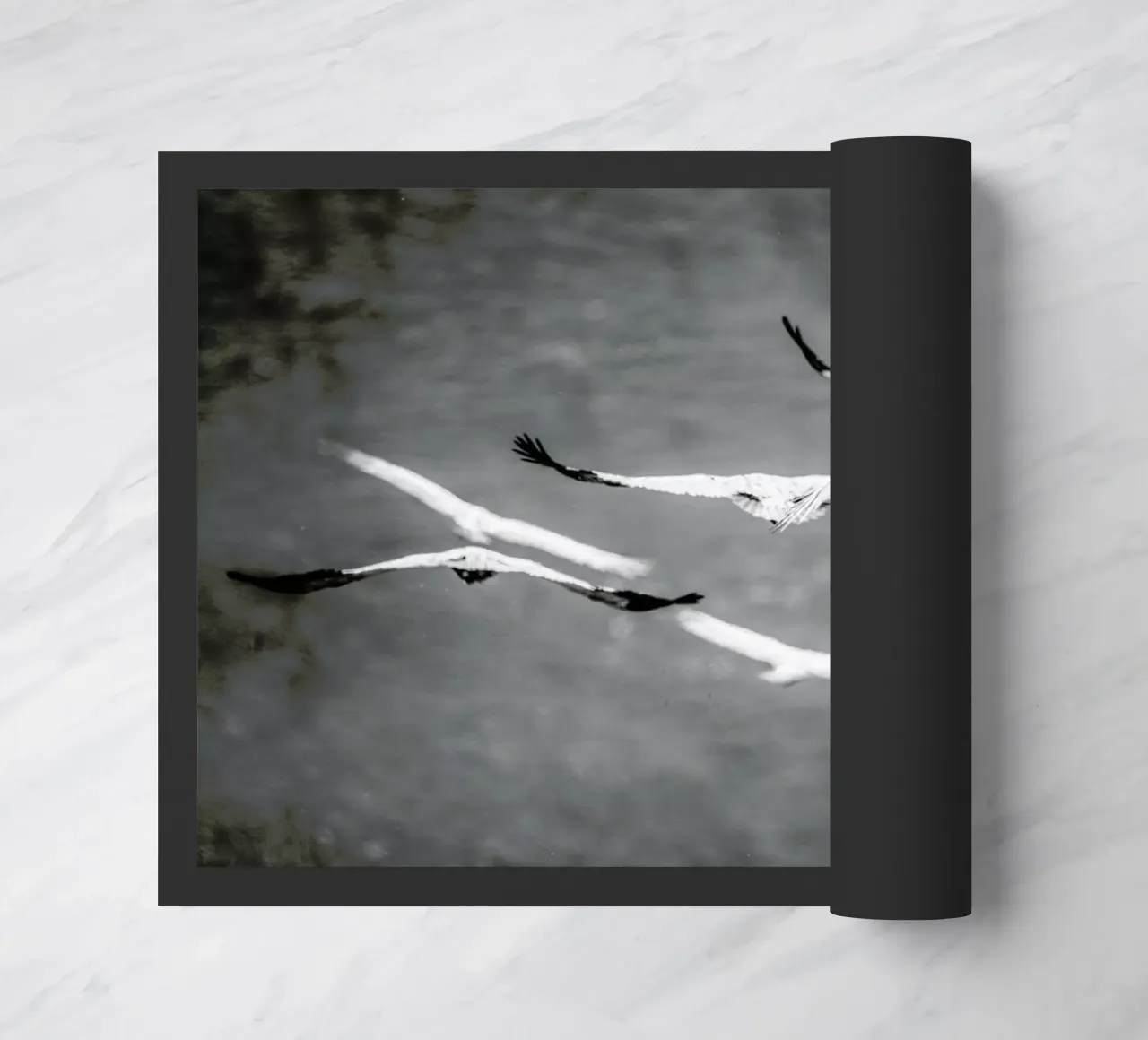 Flight & Freedom zerbino da Shot By Clint