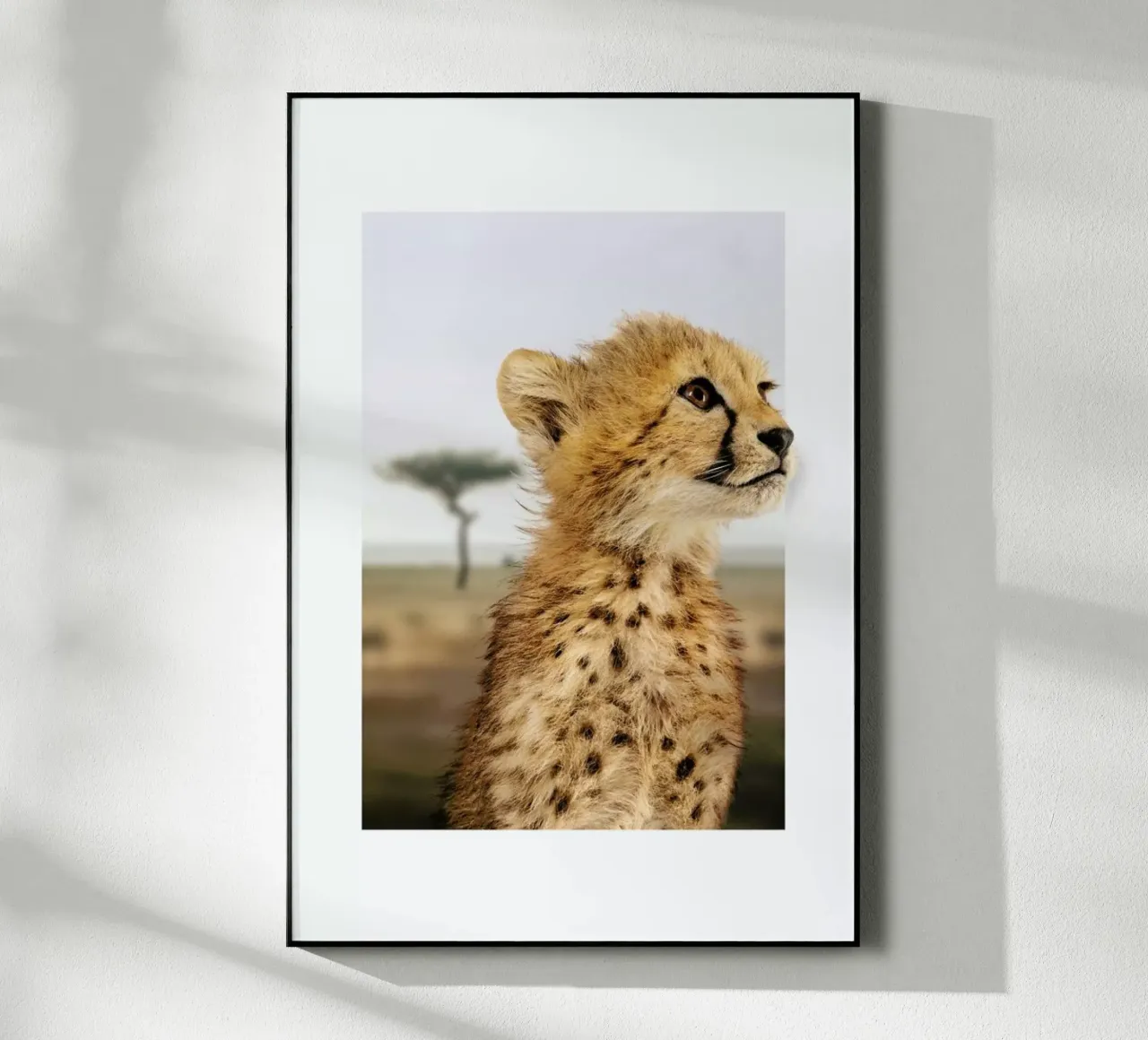 CHEETAH CUB plexiglass da JONAS LOOSE KIDS