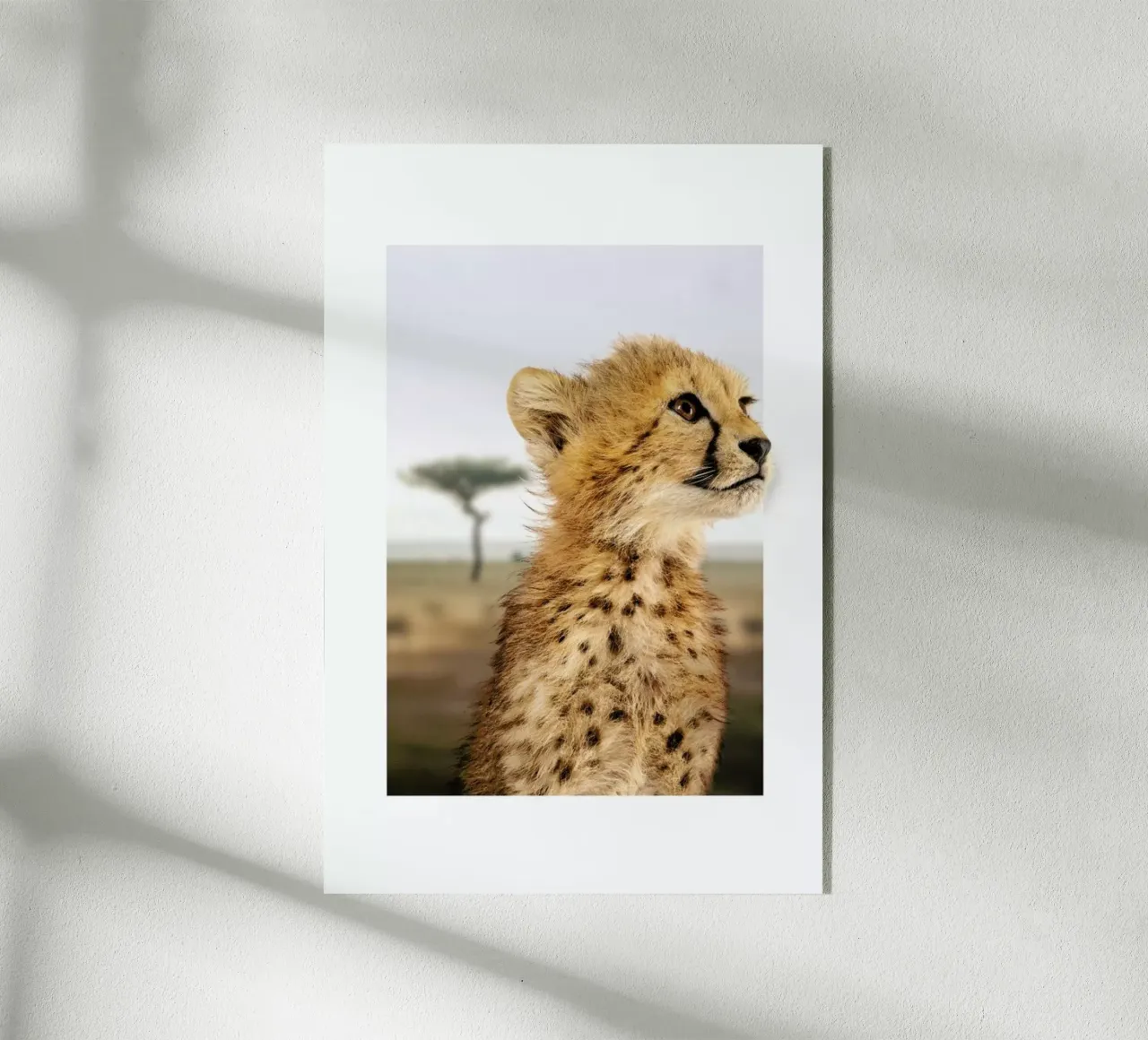 CHEETAH CUB plexiglass da JONAS LOOSE KIDS