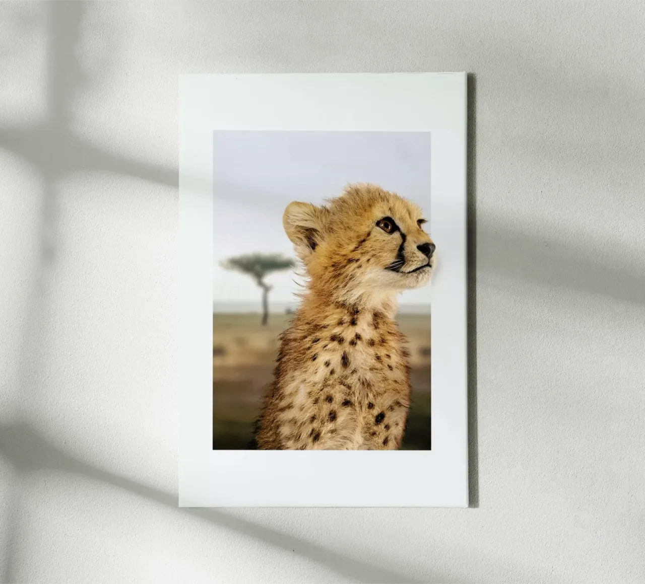 CHEETAH CUB tela con Cornice a cassetta da JONAS LOOSE KIDS