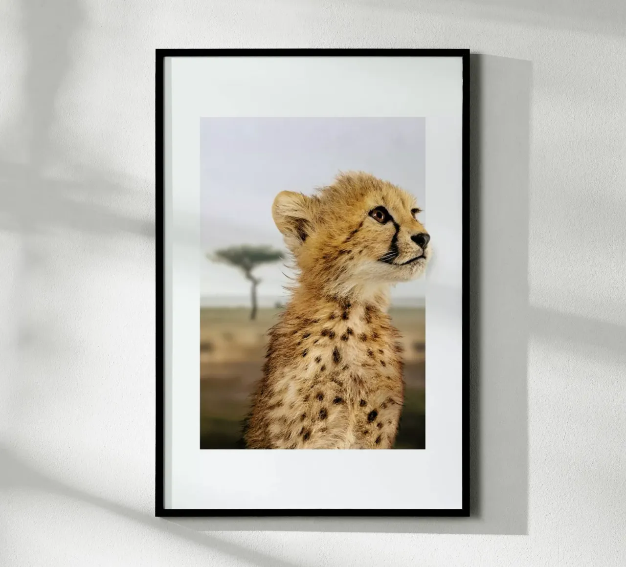 CHEETAH CUB carta hahnemühle da JONAS LOOSE KIDS