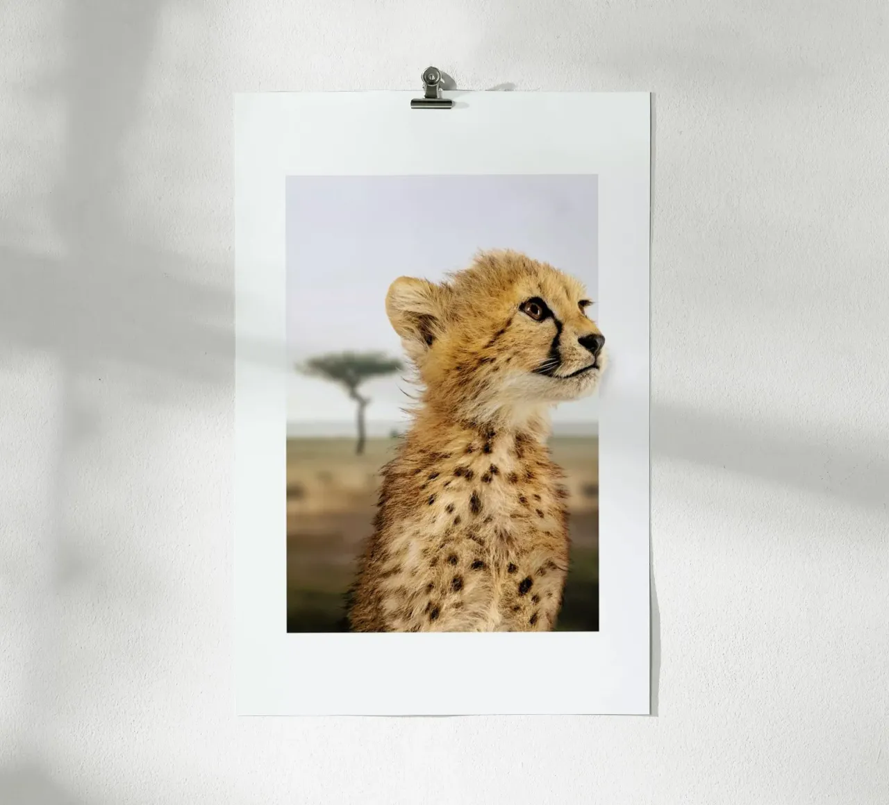 CHEETAH CUB poster da JONAS LOOSE KIDS