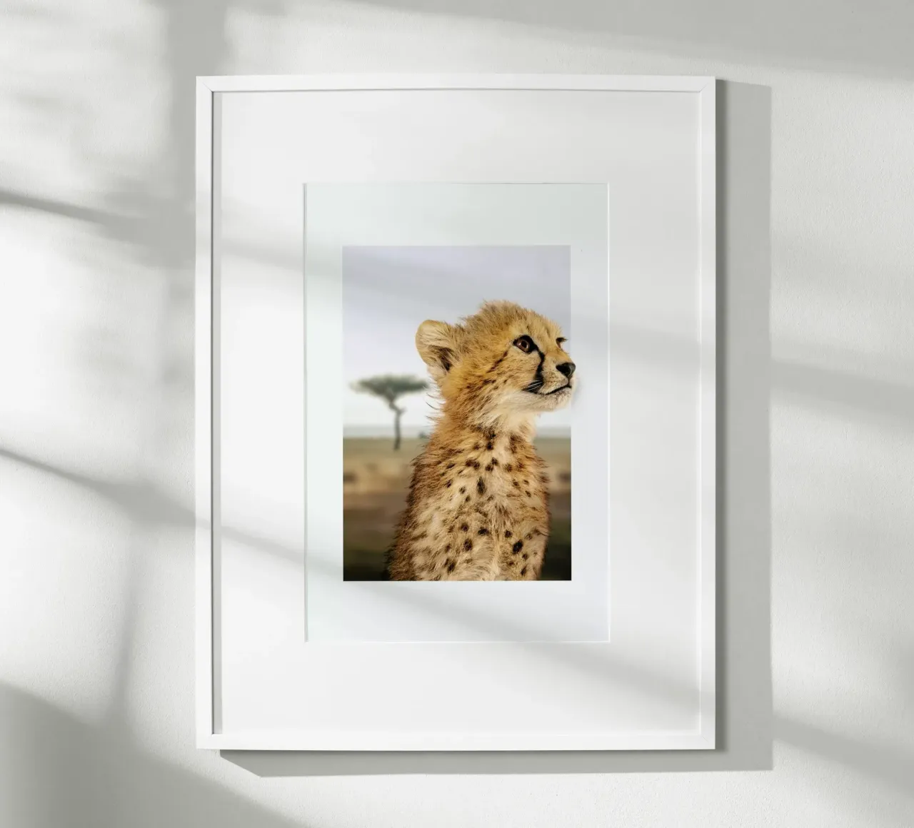 CHEETAH CUB poster da JONAS LOOSE KIDS