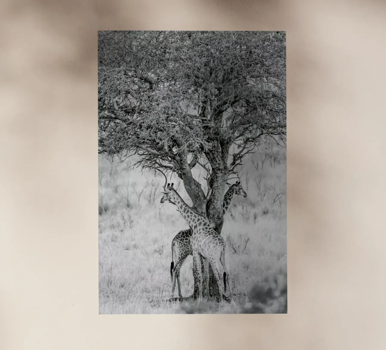 Lovers pellicola backlit da Shot By Clint