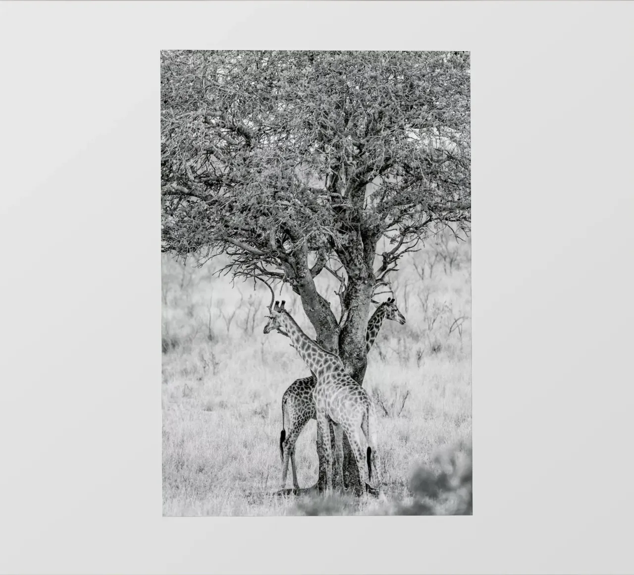 Lovers pellicola backlit da Shot By Clint