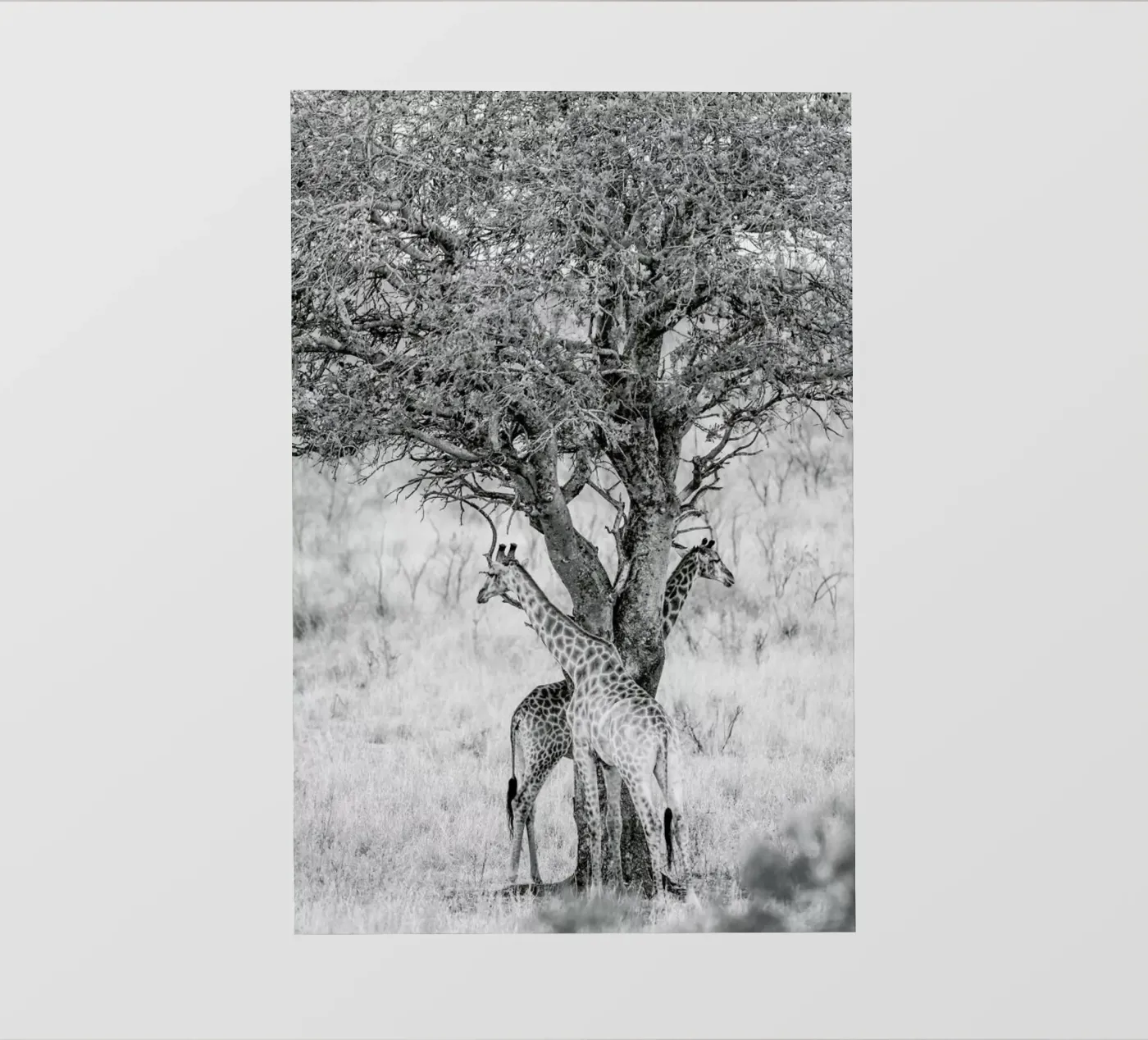 Lovers pellicola backlit da Shot By Clint