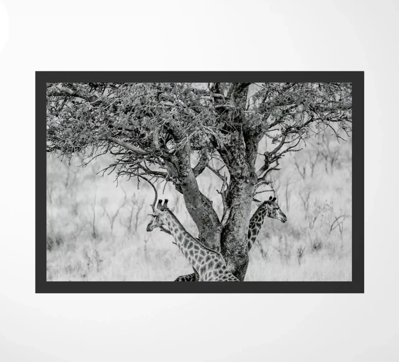 Lovers zerbino da Shot By Clint