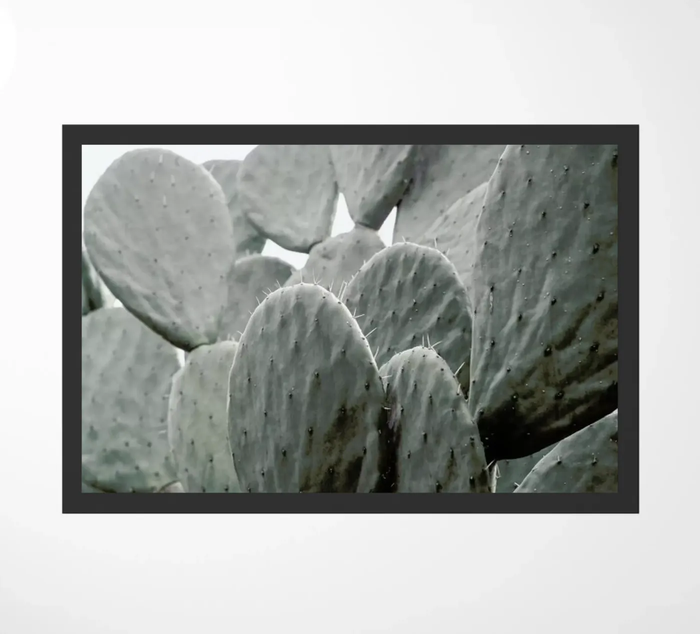 Wilder zerbino da Shot By Clint