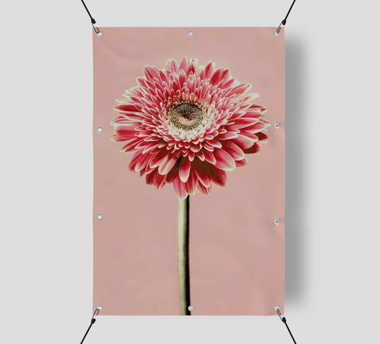 Red Barberton Daisy telo in pvc da Flora & Fauna