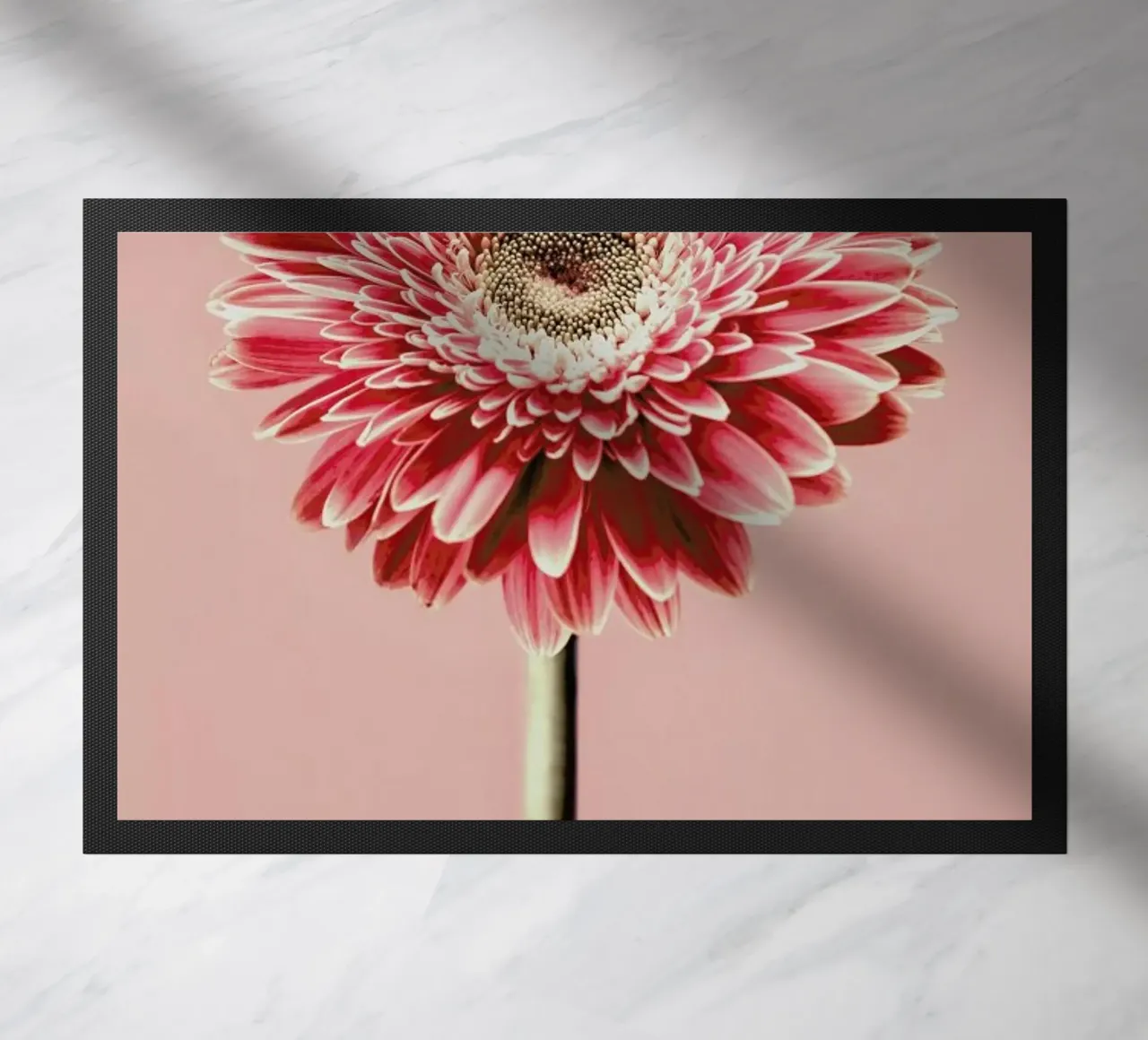 Red Barberton Daisy zerbino da Flora & Fauna