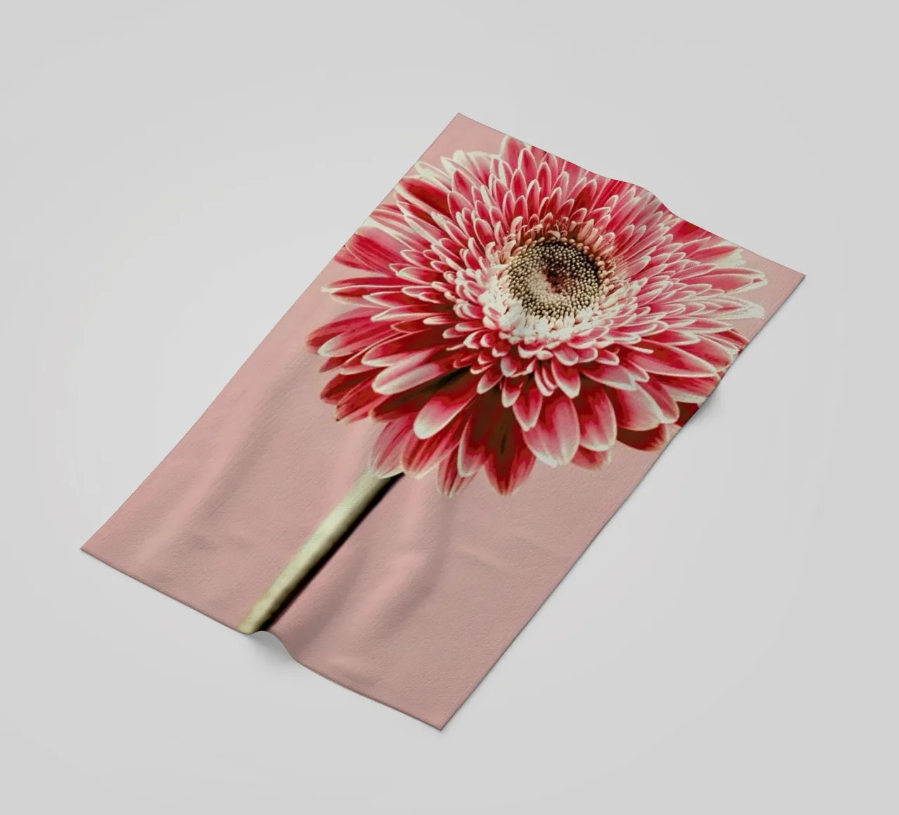 Red Barberton Daisy telo mare da Flora & Fauna