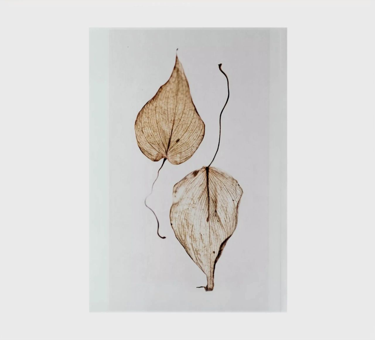 Delicate Leaves notebook by Flora & Fauna