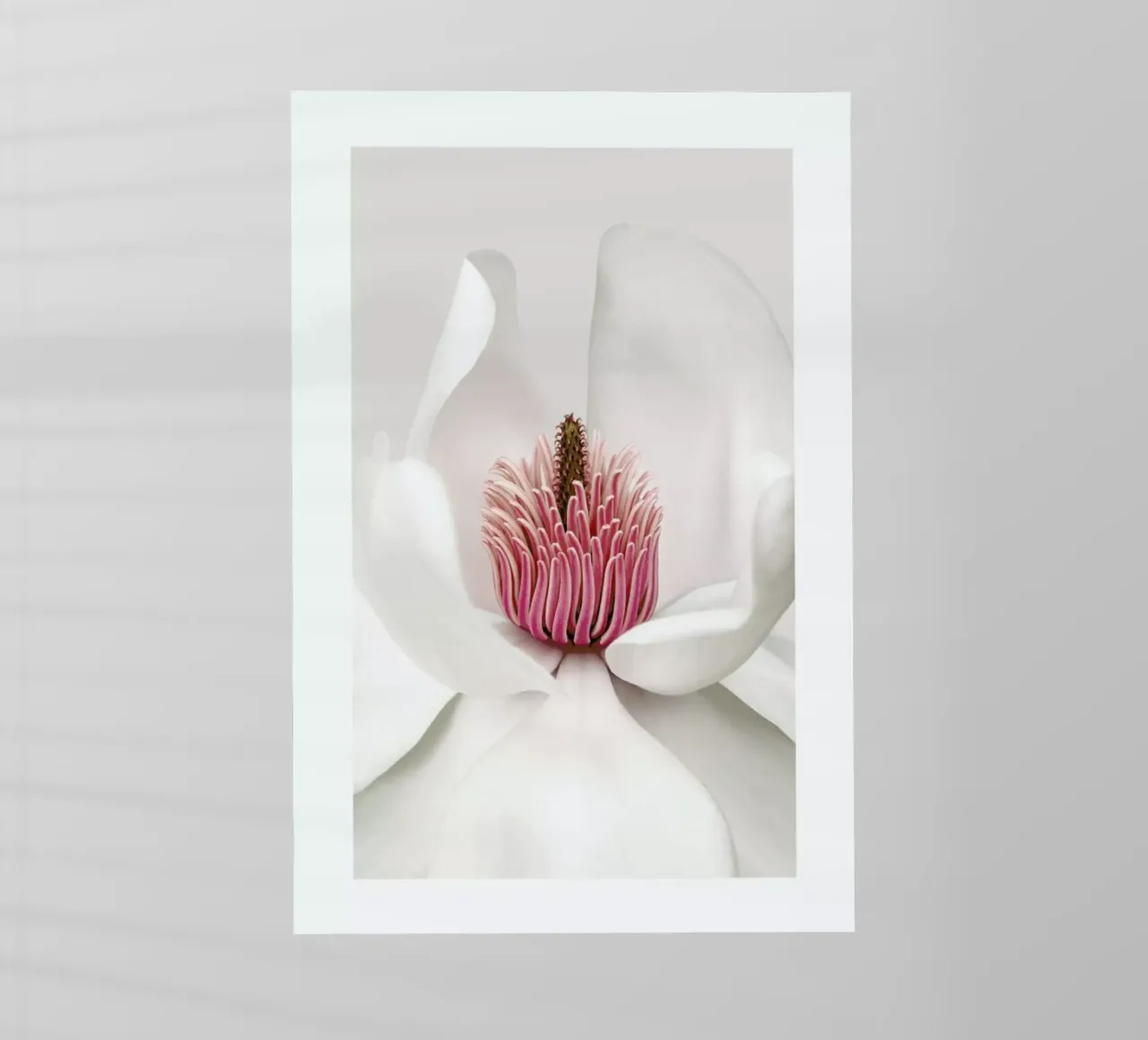 White Magnolia pellicola backlit da Flora & Fauna