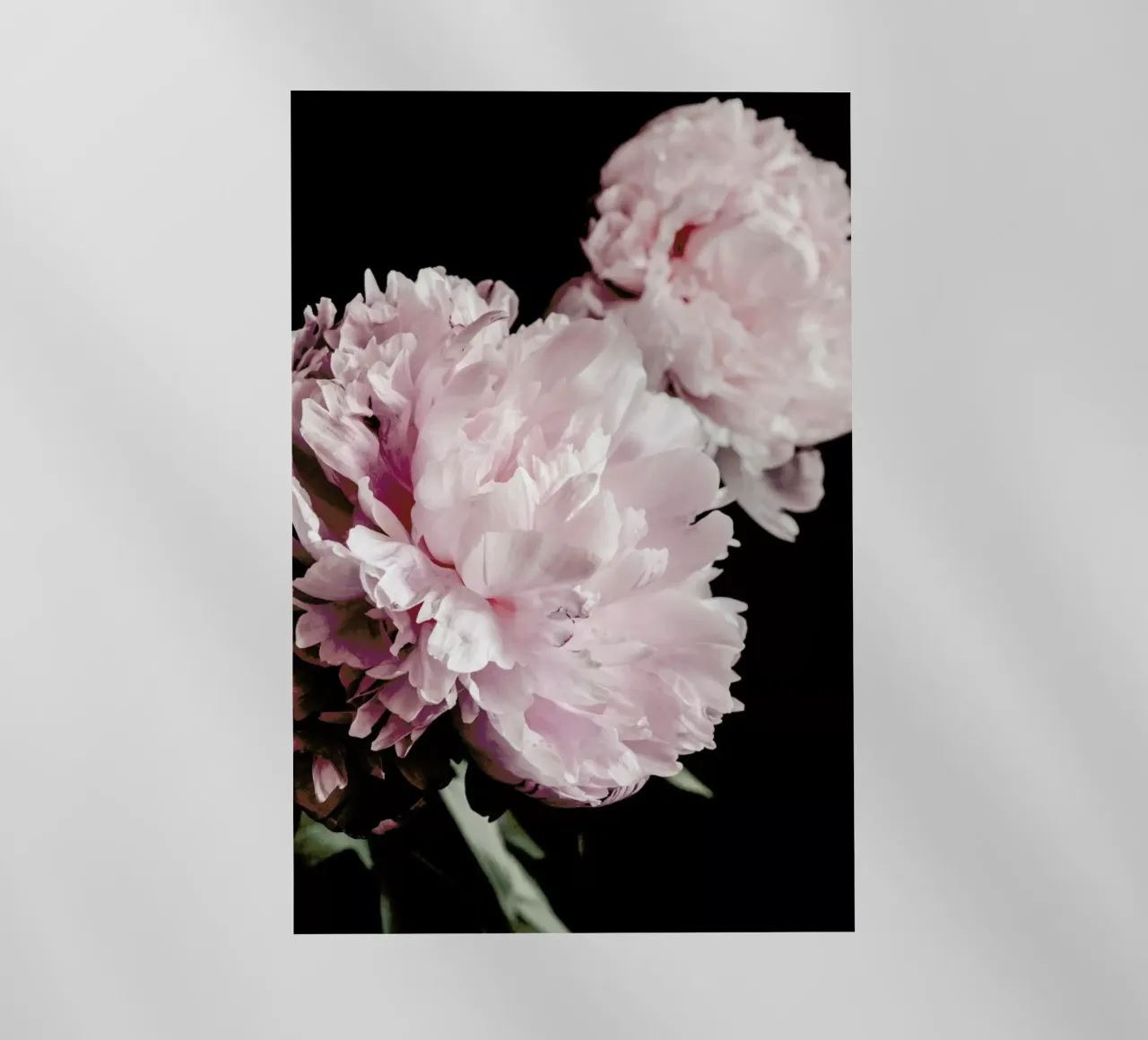 Two Peonies pellicola backlit da Flora & Fauna