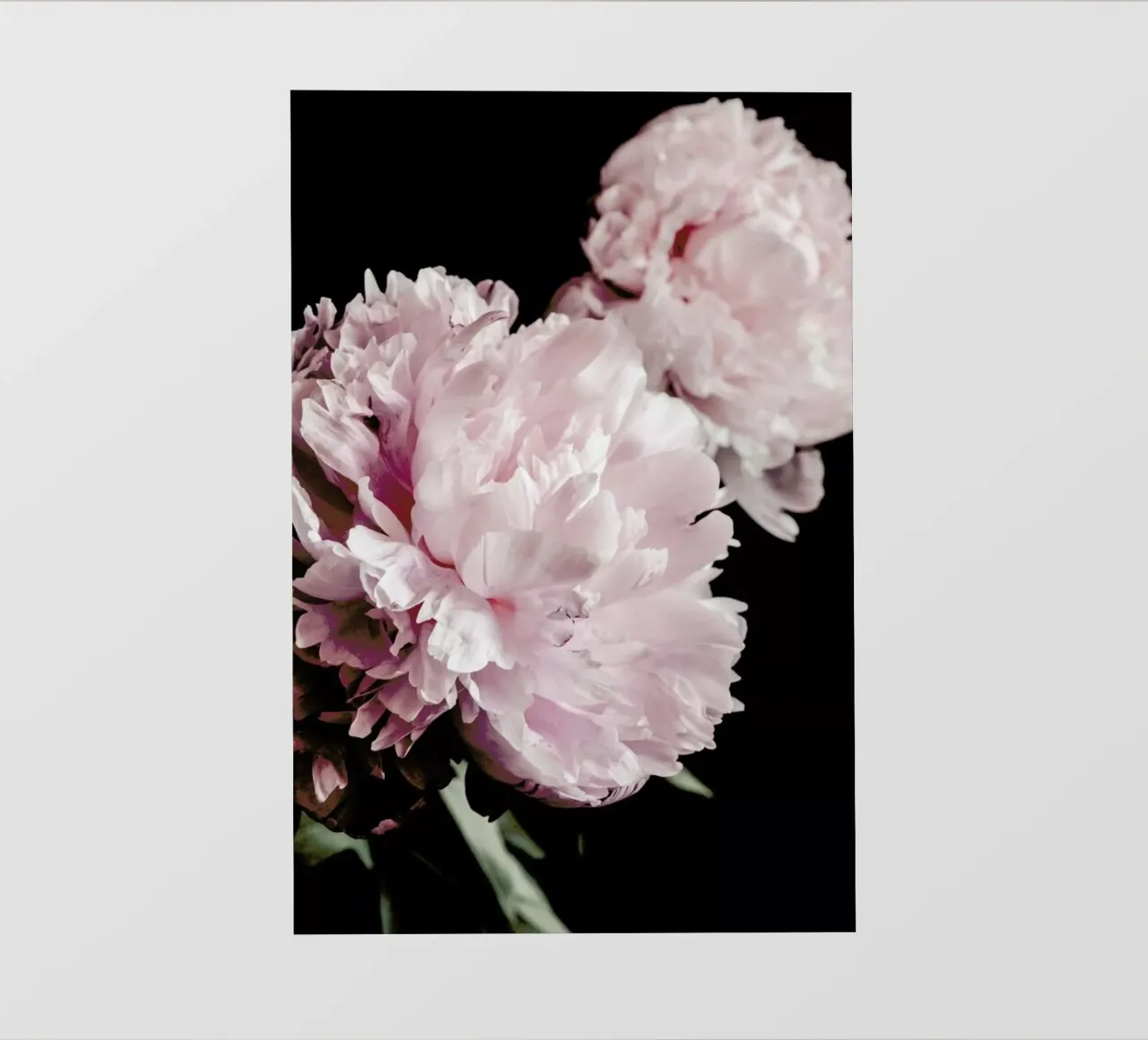 Two Peonies pellicola backlit da Flora & Fauna