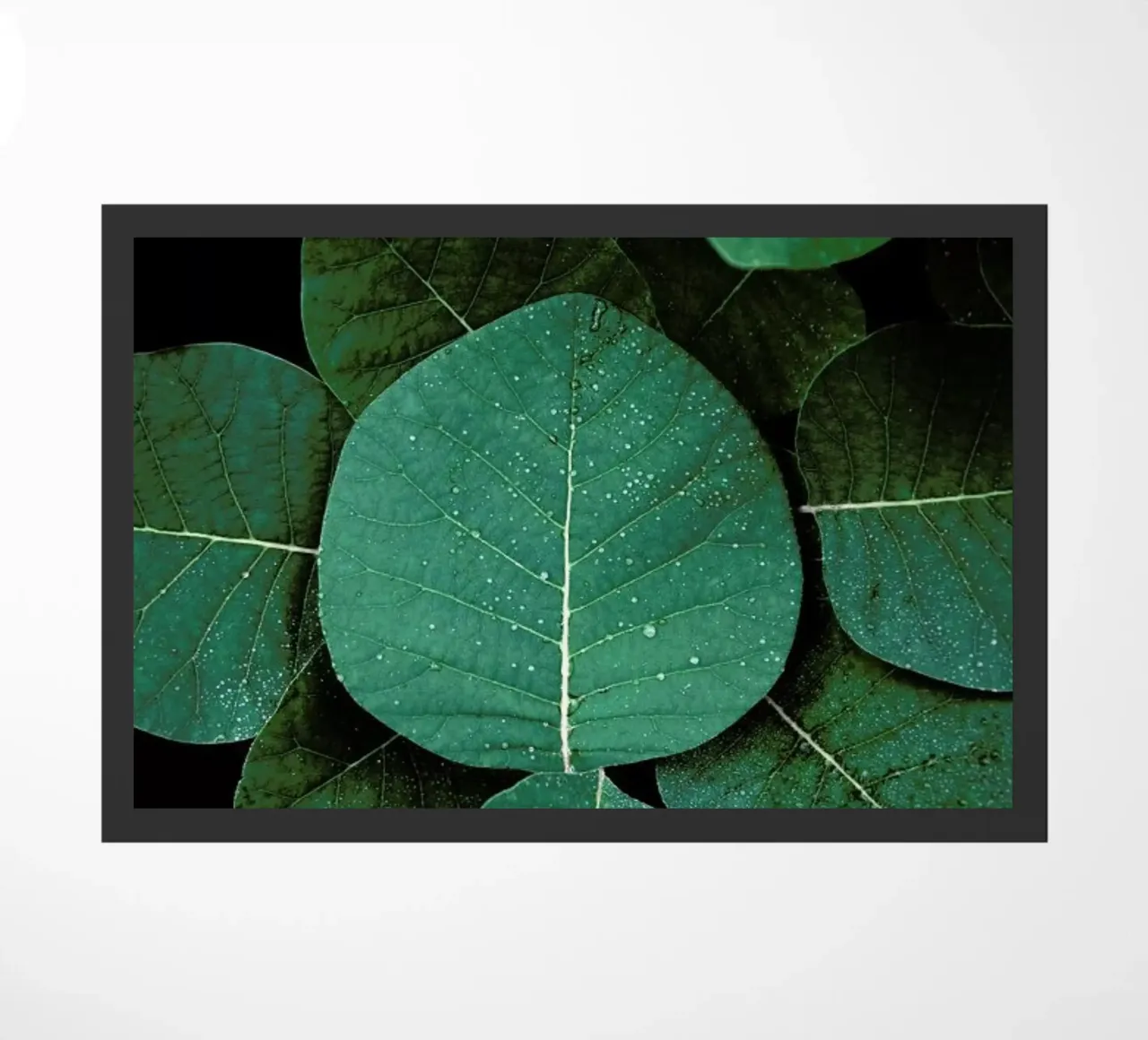 No Leaves No Life zerbino da Studio Nahili