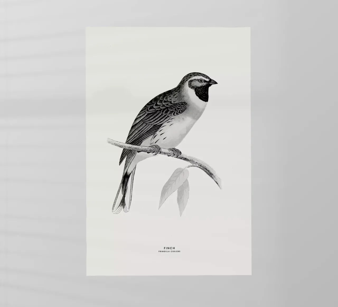 Finch pellicola backlit da Flora & Fauna