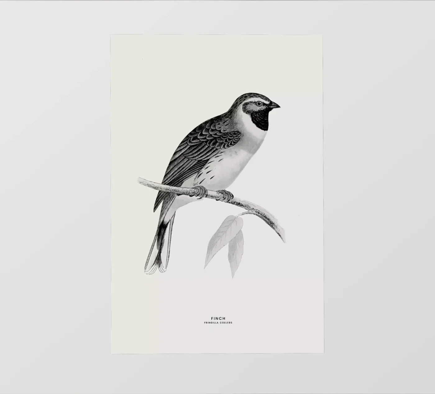 Finch backlit folie van Flora & Fauna
