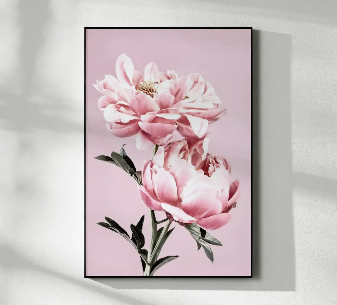 Pink Peonies plexiglass da Flora & Fauna