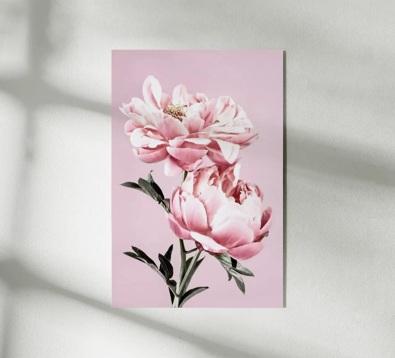 Pink Peonies plexiglass da Flora & Fauna