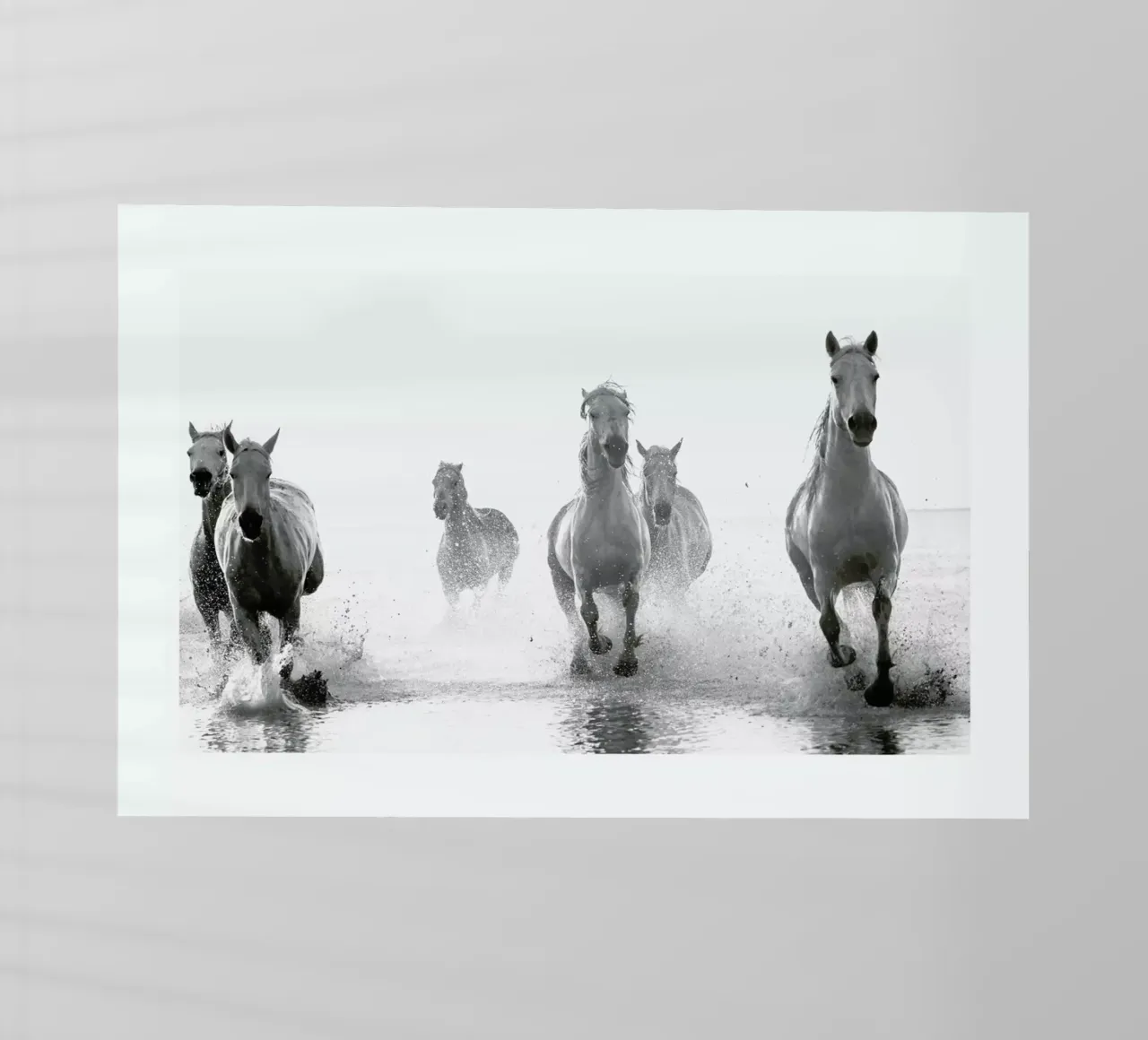 Galloping Through the Surf pellicola backlit da Natural Kingdom