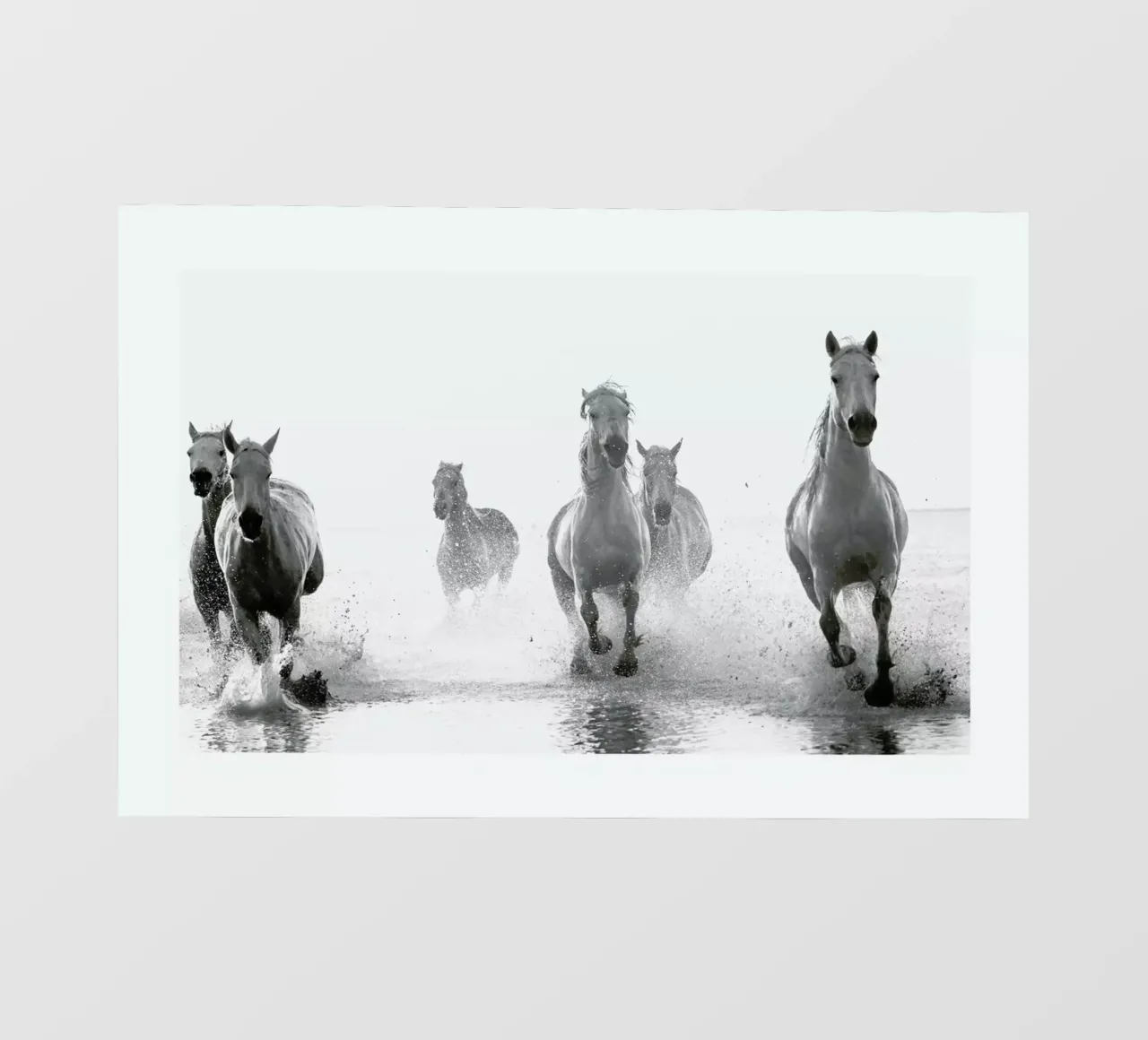 Galloping Through the Surf pellicola backlit da Natural Kingdom