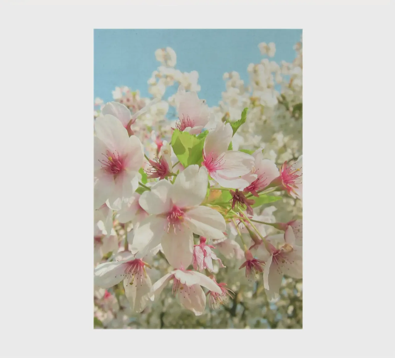 Frühlingsblüte Notizbuch von Cassia Beck Photography