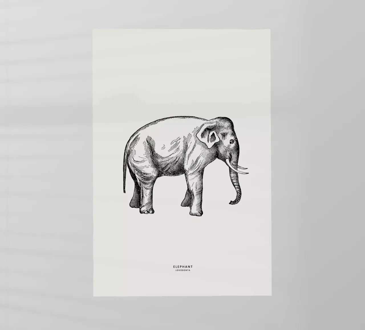 Elephant pellicola backlit da Flora & Fauna