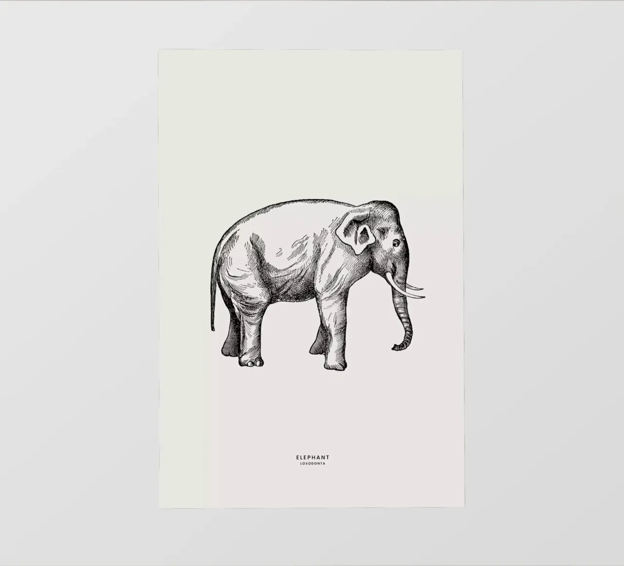 Elephant pellicola backlit da Flora & Fauna