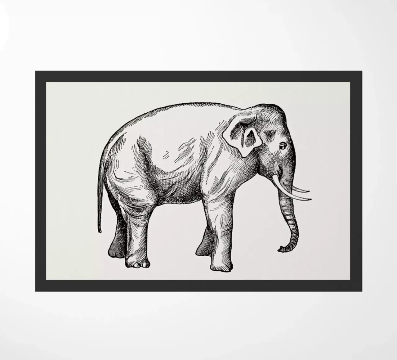 Elephant zerbino da Flora & Fauna